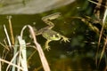 Swimming Frog