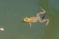 Swimming frog with tadpole in a pond