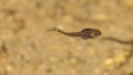 Swimming Frog Tadpole Royalty Free Stock Photo