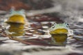 Swimming frog in the water