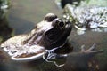 Swimming Frog