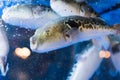 Swimming fugu Royalty Free Stock Photo