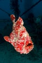 Swimming giant frogfish (orange) Royalty Free Stock Photo