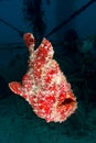 Swimming giant frogfish (orange)