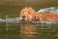 Swimming Goldendoodle Puppy