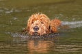 Swimming Goldendoodle Puppy