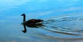 Swimming goose Royalty Free Stock Photo