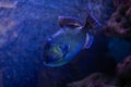 Swimming Grace: Yellowspot Triggerfish (Pseudobalistes fuscus) in its Marine Domain Royalty Free Stock Photo