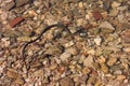 Swimming grass-snake (Natrix natrix)