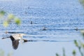 Swimming great cormorants, Rammelwaard, Holland