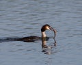 Swimming great crested grebe with a fish in its bea