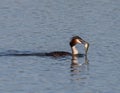 Swimming great crested grebe with a fish in its beak