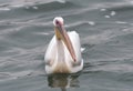 Swimming great white pelican at Walvis Bay, Namibia
