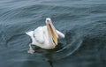 Swimming great white pelican in the Walvis Bay Namibia Royalty Free Stock Photo