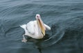 Swimming great white pelican in the Walvis Bay Namibia