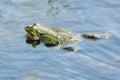 Swimming green frog Royalty Free Stock Photo