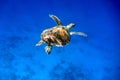 Swimming green sea turtle
