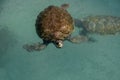 Swimming Green Sea Turtle in Grand Cayman Royalty Free Stock Photo