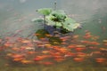 Swimming Group of carps on lotus lake