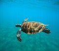 swimming hawksbill sea turtle or eretmochelys imbricata in malendure, guadeloupe