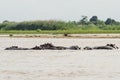 Swimming hippos Rufiji river Royalty Free Stock Photo