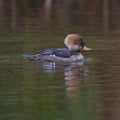 Swimming Hooded Merganser Royalty Free Stock Photo