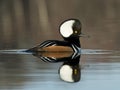 Swimming Hooded Merganser Royalty Free Stock Photo