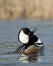 Swimming Hooded Merganser Royalty Free Stock Photo