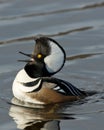 Swimming Hooded Merganser