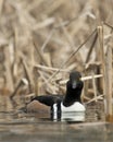 Swimming Hooded Merganser Royalty Free Stock Photo