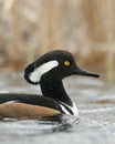 Swimming Hooded Merganser Royalty Free Stock Photo