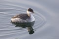 Swimming horned grebe