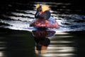 Swimming Horned Grebe - Slavonian Grebe Royalty Free Stock Photo