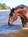 Swimming horse in gulf Royalty Free Stock Photo