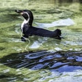 Swimming Humboldt penguin / Spheniscus humboldti