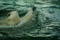 Swimming ice bear in the zoo