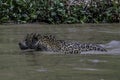 Swimming jaguar in the cuiaba river in the Pantanal Royalty Free Stock Photo