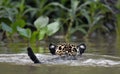 Swimming Jaguar in the river. Back view. Panthera onca. Natural habitat. Cuiaba river, Brazil