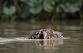 Swimming Jaguar in the river. Royalty Free Stock Photo