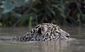 Swimming Jaguar in the river.  Close up, Side view. Panthera onca. Royalty Free Stock Photo