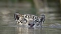 Swimming Jaguar in the river Cuiaba. Front view. Panthera onca. Natural habitat. Cuiaba river, Brazil