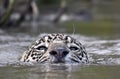 Swimming Jaguar in the river.