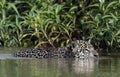 Swimming Jaguar in the river Cuiaba.