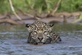 Swimming Jaguar in the river Cuiaba. Front view. Panthera onca. Natural habitat. Royalty Free Stock Photo