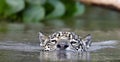 Swimming Jaguar in the river. Front view. Panthera onca. Natural habitat.