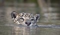Swimming Jaguar in the river. Front view. Panthera onca. Natural habitat.