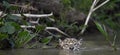 Swimming Jaguar in the river.  Front view. Panthera onca. Natural habitat. Brazil Royalty Free Stock Photo