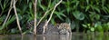 Swimming Jaguar in the river.