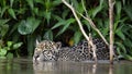 Swimming Jaguar in the river.