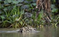 Swimming Jaguar in the river. Side view. Panthera onca.